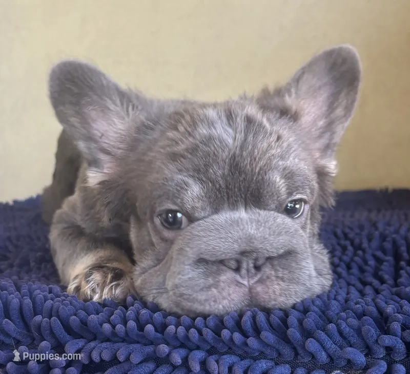Wolverine – French Bulldog puppy for sale in San Diego, CA