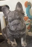 Wolverine, a male French Bulldog for sale in San Diego, CA – 6 of 7