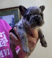 Tater tot, a male French Bulldog for sale in San Diego, CA – 4 of 6
