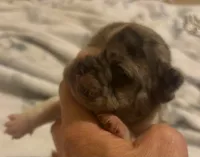 Little-Bit, a female French Bulldog for sale in San Diego, CA – 3 of 5