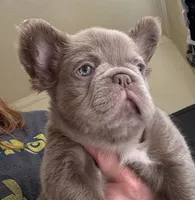 Jack sparrow,Isabella Visual FLUFFY, a male French Bulldog for sale in San Diego, CA – 4 of 4