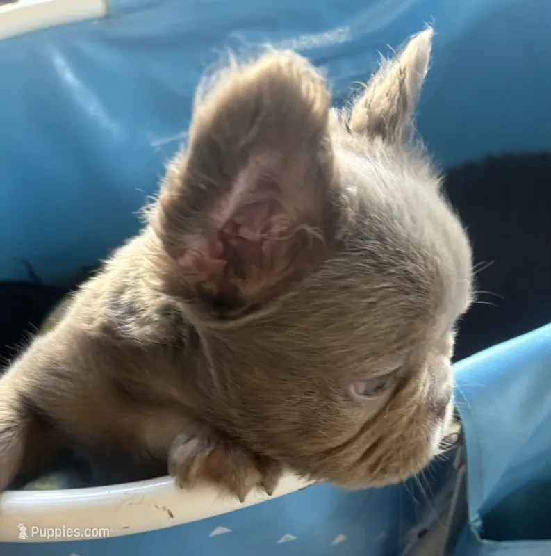Jack sparrow,Isabella Visual FLUFFY – French Bulldog puppy for sale in San Diego, CA