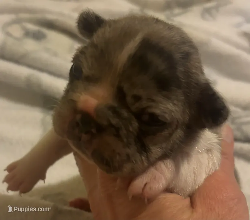 Little-Bit – French Bulldog puppy for sale in San Diego, CA