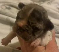 Little-Bit, a female French Bulldog for sale in San Diego, CA – 1 of 5