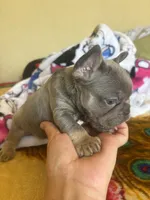 Chance, a male French Bulldog for sale in San Diego, CA – 6 of 6