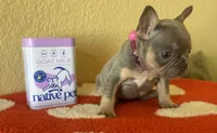 Jackie Be Little , a female French Bulldog for sale in San Diego, CA – 3 of 4