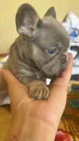 Chance, a male French Bulldog for sale in San Diego, CA – 3 of 6