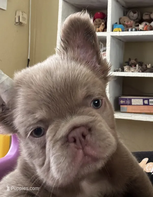 Jack sparrow,Isabella Visual FLUFFY – French Bulldog puppy for sale in San Diego, CA