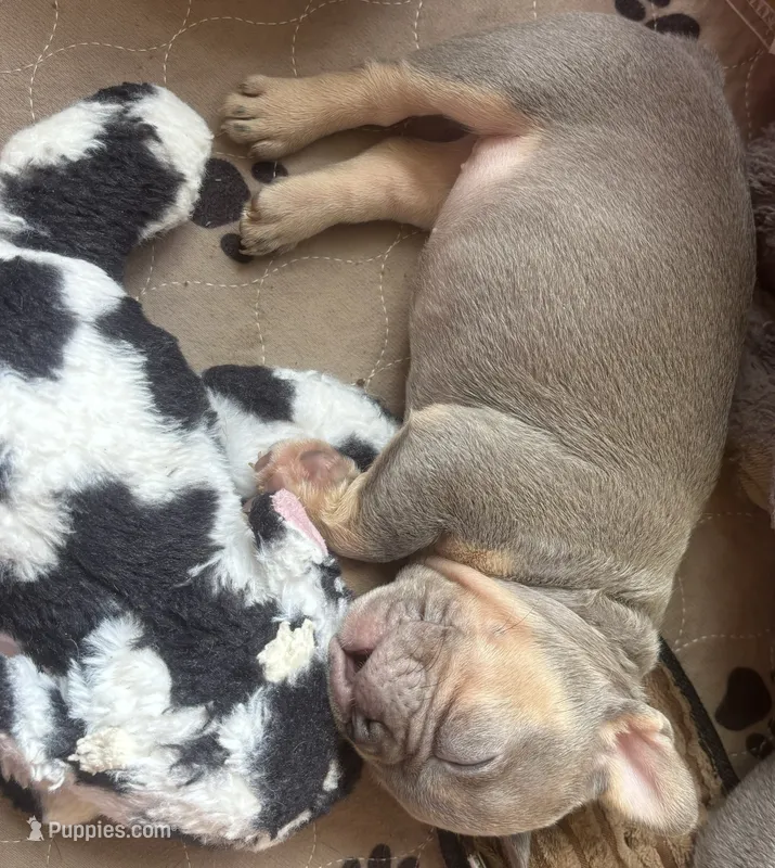 Jojo – French Bulldog puppy for sale in San Diego, CA