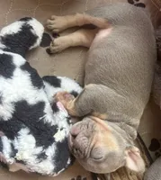 Jojo, a male French Bulldog for sale in San Diego, CA – 1 of 3