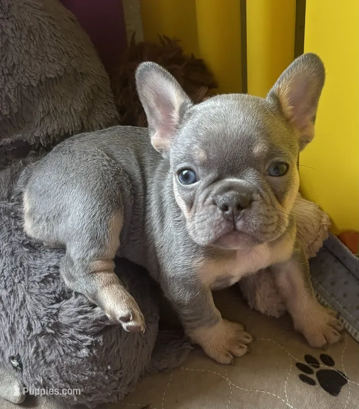 Jackie Be Little  – French Bulldog puppy for sale in San Diego, CA