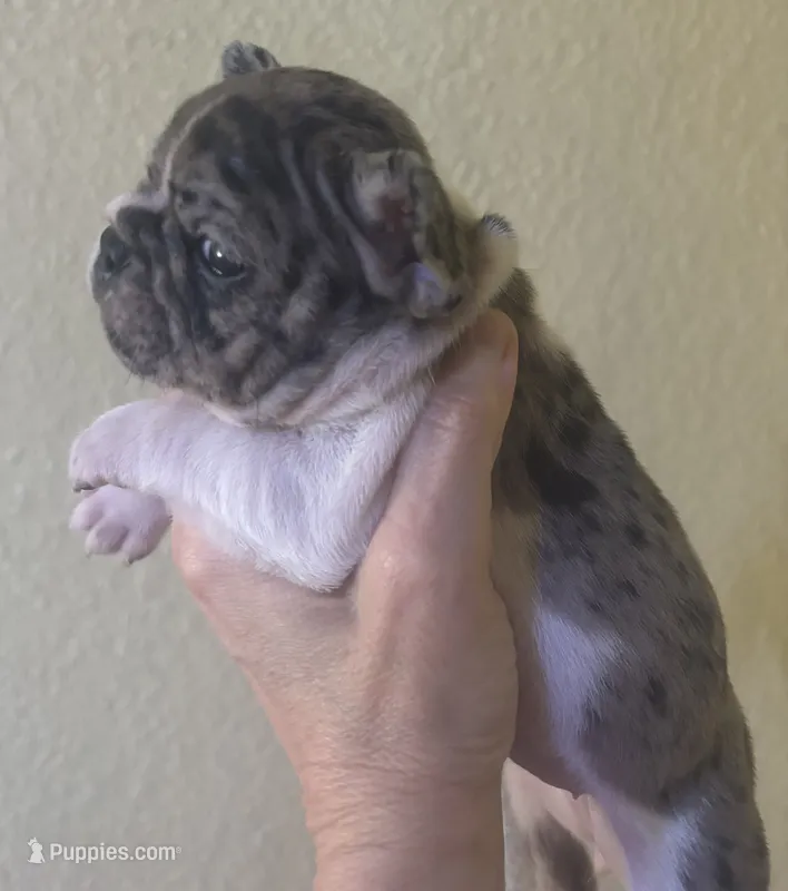 Penny – French Bulldog puppy for sale in San Diego, CA