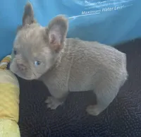 Jack sparrow,Isabella Visual FLUFFY, a male French Bulldog for sale in San Diego, CA – 2 of 6