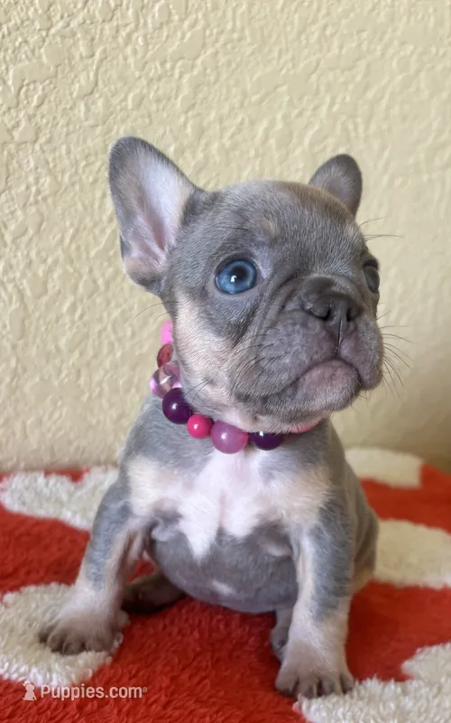 Jackie Be Little  – French Bulldog puppy for sale in San Diego, CA