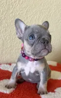 Jackie Be Little , a female French Bulldog for sale in San Diego, CA – 1 of 4