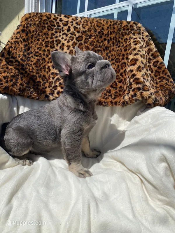Wolverine – French Bulldog puppy for sale in San Diego, CA