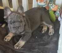 Wolverine, a male French Bulldog for sale in San Diego, CA – 3 of 7