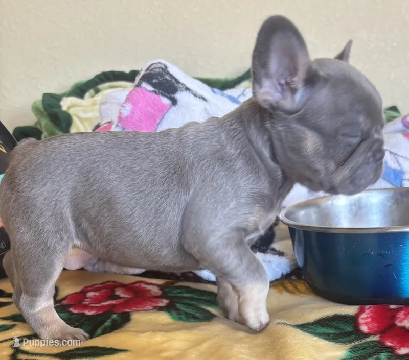 Jackie Be Little  – French Bulldog puppy for sale in San Diego, CA