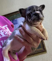 Penny, a female French Bulldog for sale in San Diego, CA – 5 of 5