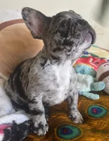 Meatball, a male French Bulldog for sale in San Diego, CA – 5 of 5
