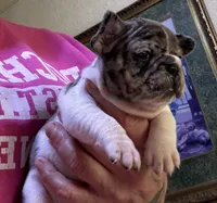 Penny, a female French Bulldog for sale in San Diego, CA – 2 of 5