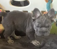 Wolverine, a male French Bulldog for sale in San Diego, CA – 7 of 7
