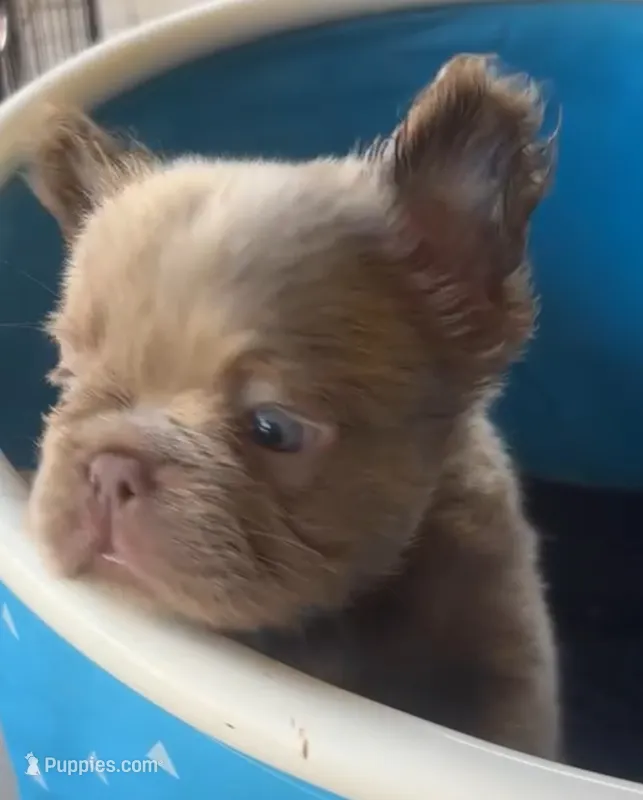 Jack, Isabella Visual FLUFFY – French Bulldog puppy for sale in San Diego, CA
