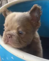 Jack sparrow,Isabella Visual FLUFFY, a male French Bulldog for sale in San Diego, CA – 5 of 6