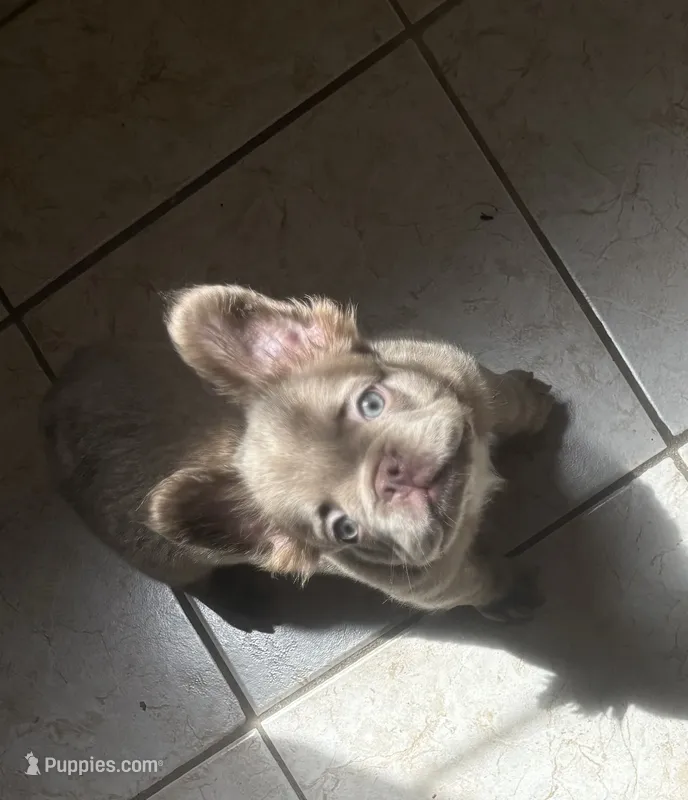 Jack sparrow,Isabella Visual FLUFFY – French Bulldog puppy for sale in San Diego, CA