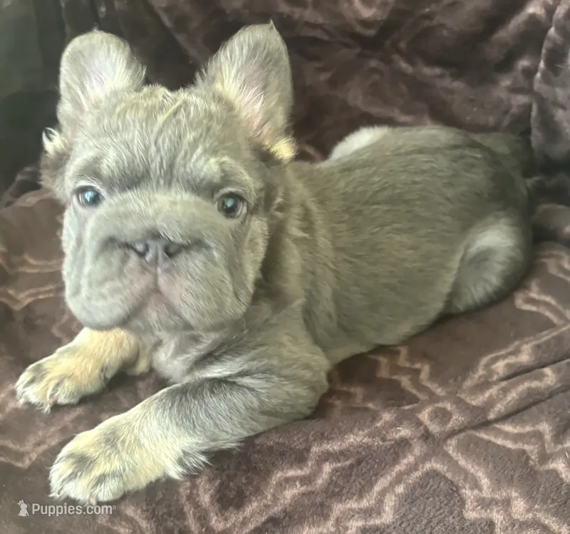 Wolverine – French Bulldog puppy for sale in San Diego, CA