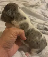 Little-Bit, a female French Bulldog for sale in San Diego, CA – 5 of 5