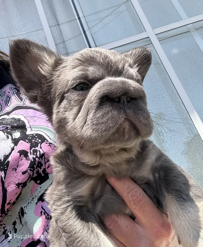 Wolverine – French Bulldog puppy for sale in San Diego, CA