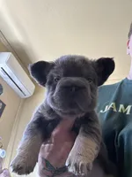 Cash, a male French Bulldog for sale in San Diego, CA – Photo 1 of 2