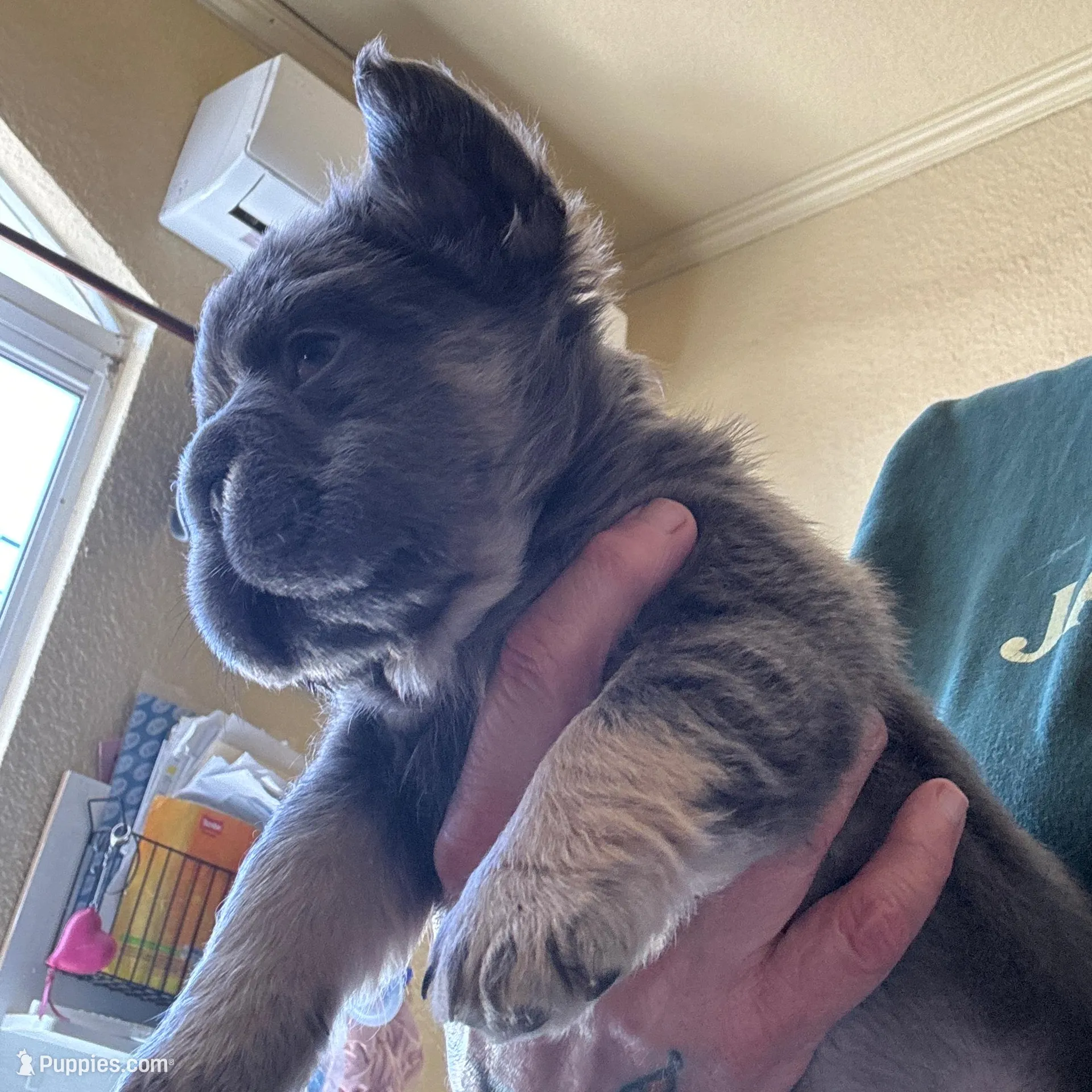 Cash, a male French Bulldog for sale in San Diego, CA – Photo 2 of 2