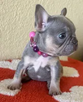 Jackie Be Little , a female French Bulldog for sale in San Diego, CA – 2 of 4