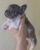 Penny, a female French Bulldog for sale in San Diego, CA – 4 of 5
