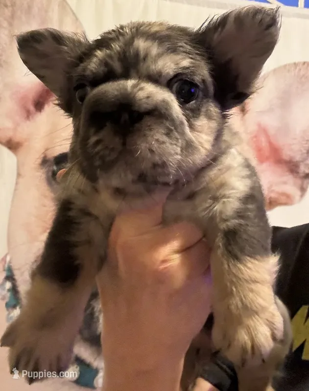 Tyny Titan – French Bulldog puppy for sale in San Diego, CA