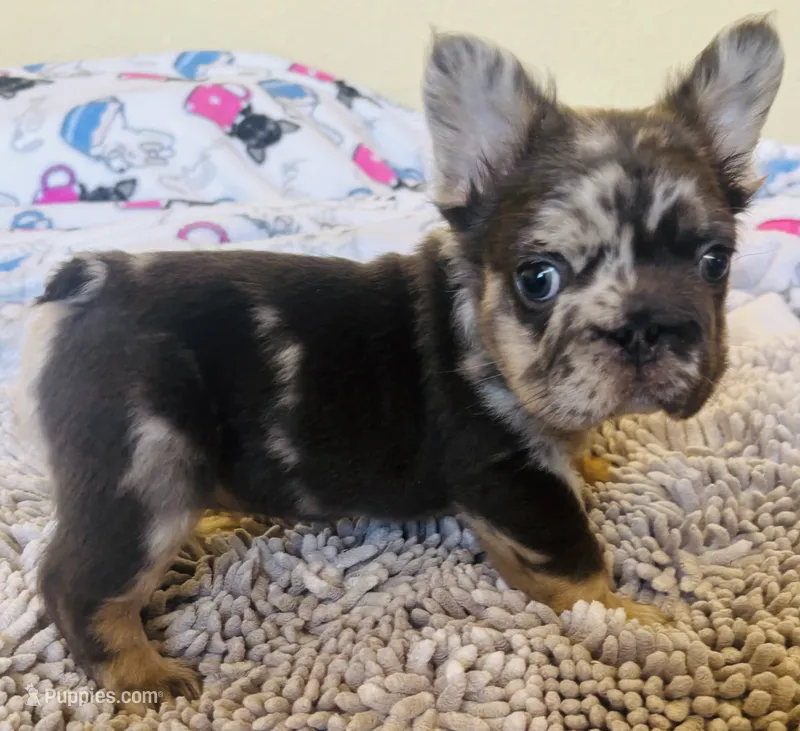 Tyny Titan – French Bulldog puppy for sale in San Diego, CA