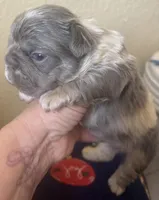 Mr. Fluff, a male French Bulldog for sale in San Diego, CA – Photo 7 of 8