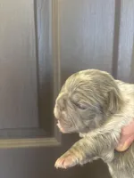 Jiggly puff, a male French Bulldog for sale in San Diego, CA – Photo 5 of 6