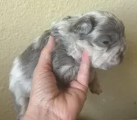 Mr. Fluff, a male French Bulldog for sale in San Diego, CA – Photo 3 of 8