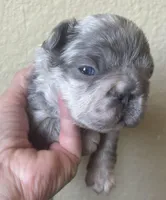 Mr. Fluff, a male French Bulldog for sale in San Diego, CA – Photo 2 of 8