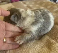 Jiggly puff, a male French Bulldog for sale in San Diego, CA – Photo 4 of 6