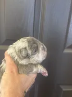 Jiggly puff, a male French Bulldog for sale in San Diego, CA – Photo 6 of 6