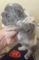 Mr. Fluff, a male French Bulldog for sale in San Diego, CA – Photo 8 of 8