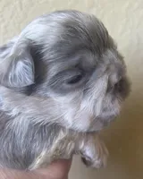 Mr. Fluff, a male French Bulldog for sale in San Diego, CA – Photo 6 of 8