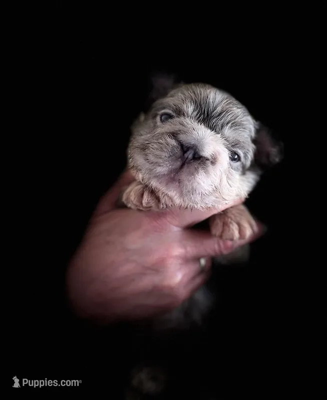 Mr. Fluff – French Bulldog puppy for sale in San Diego, CA