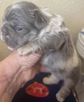 Mr. Fluff, a male French Bulldog for sale in San Diego, CA – Photo 5 of 8