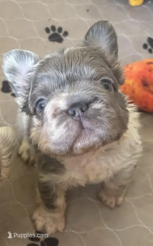 Mr. Fluff – French Bulldog puppy for sale in San Diego, CA