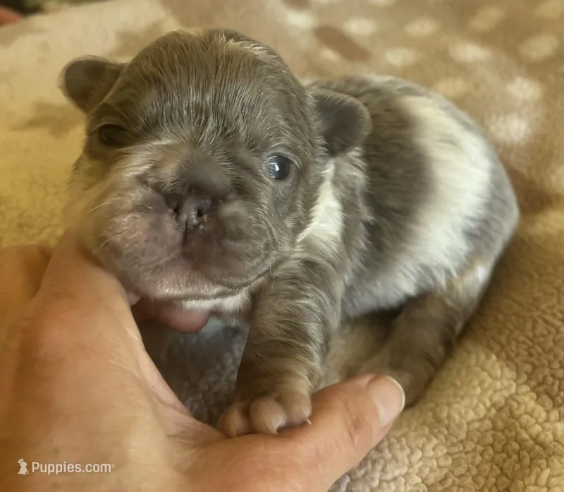 Jiggly puff, a male French Bulldog for sale in San Diego, CA – Photo 1 of 6